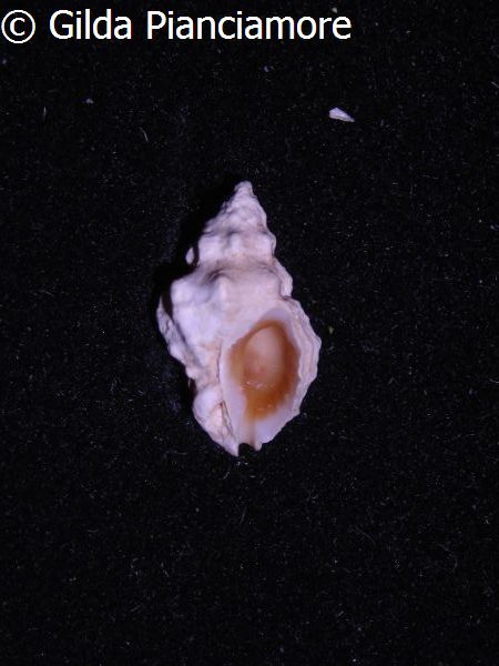 no photo for this shell